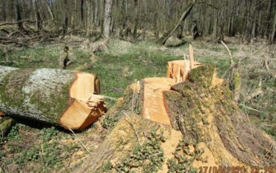 Zerstörte Greifvogelhorste: Grün geführtes Umweltministerium will nur mit medialer Feigenblatt-Aktion reagieren