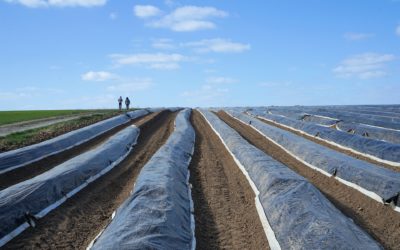 Spargel unter Folie im Rahmen der gesetzlichen Regelungen weiterhin zulassen