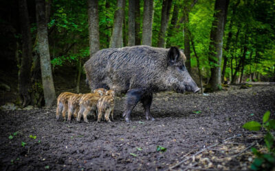 BVB / FREIE WÄHLER fordert Fristfestlegung für ASP-Entschädigungen von Waldbesitzern und ASP-Impfstoff
