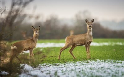 Erfolg: Tödlicher Zaun wird entschärft!