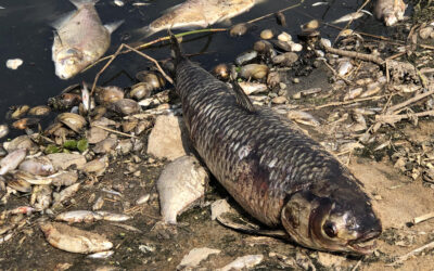 Fischsterben: Anzeichen für Erholung an der Oder, doch Fischer brauchen Hilfe