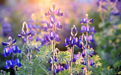 Futtermittel in Brandenburg: Erbsen anbauen statt Soja importieren