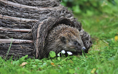 Naturschutz in Brandenburg ernst nehmen: Wildtierauffangstationen unterstützen!