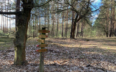 Waldrodung im Spreewald verhindern!